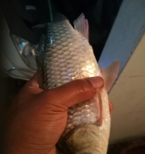 钓鲫鱼的鱼饵技巧（掌握正确的鱼饵选择）