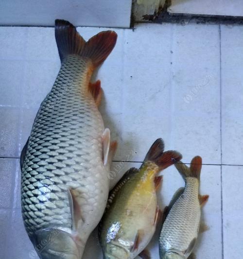 鱼饵钓鲤鱼的最佳方法与技巧（宝贵经验揭秘）