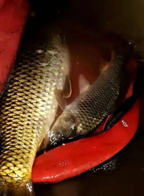 钓大鲫鱼的绝佳方法与技巧（掌握这一关键）