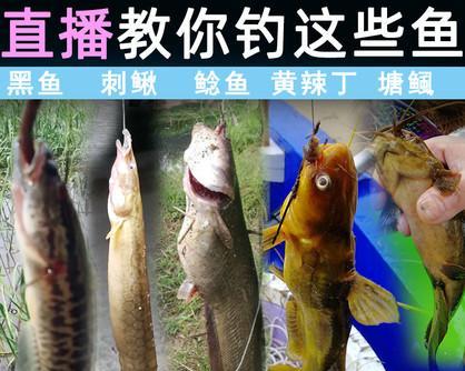 用鱼钩钓黑鱼的技巧教学（掌握黑鱼钓技）