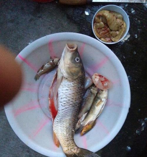 用鱼料钓鱼技巧大揭秘（掌握这些技巧）