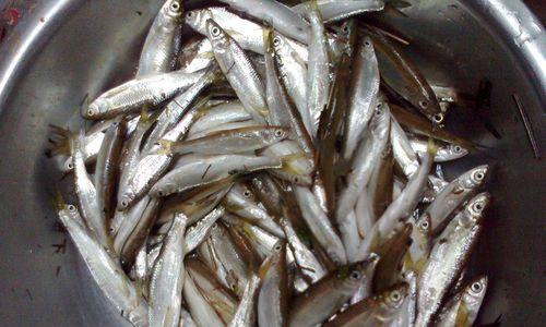 用鱼料钓鱼技巧大揭秘（掌握这些技巧）