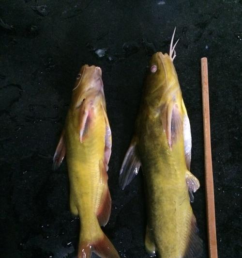 鱼食颗粒钓鱼技巧（提升钓鱼成功率的关键方法）