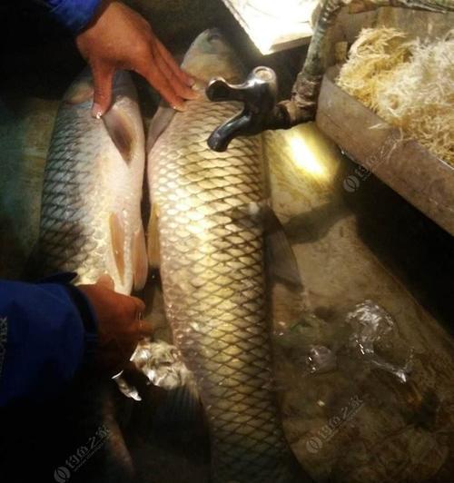 玉米夜钓草鱼技巧与方法（夜钓草鱼）