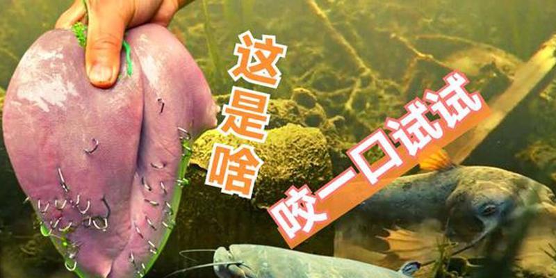 用猪肝钓鱼的技巧（掌握猪肝鱼饵）