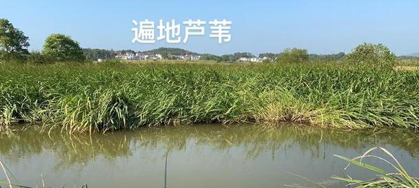 鸡屎粪水域钓鱼技巧（如何利用鸡屎粪水域钓到更多的鱼）
