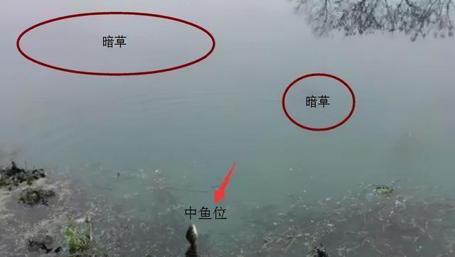 水草丛生的水域钓鱼技巧（掌握好调漂与适宜的饵料）