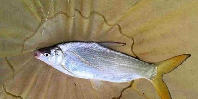 水流中野钓黄尾鱼的技巧（掌握水流）