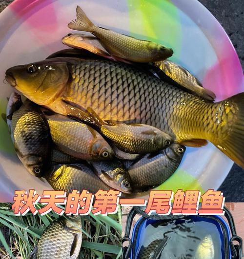 越南女人钓鱼技巧（探索越南女性独特的钓鱼技术）