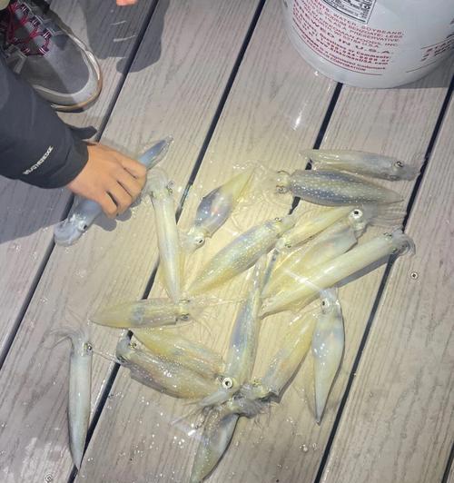 越南夜钓鱿鱼的方法与技巧（探秘越南夜钓鱿鱼的诀窍）