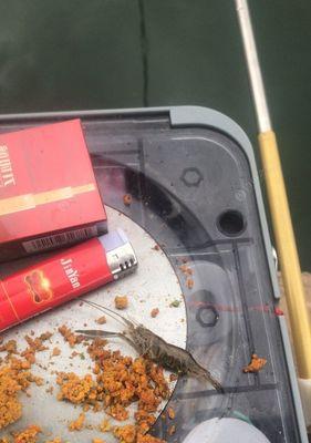 云鹏钓鱼技巧大揭秘（云鹏钓鱼技巧分享及实用经验）