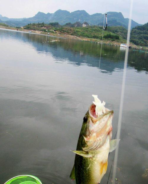 岸边钓海鲈技巧（技巧分享）