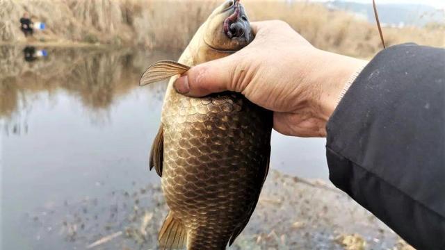 肥水钓鱼技巧（掌握关键点）