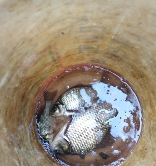 肥水塘钓鱼用饵技巧（钓鱼新手也能轻松掌握的实用指南）