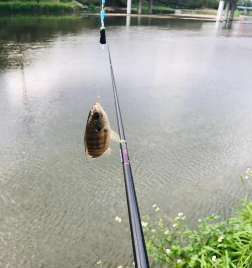 河流垂钓技巧大揭秘（掌握钓鱼技巧）