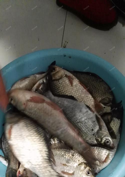 河流钓鱼技巧大揭秘（实用技巧助你成为河流钓鱼高手）