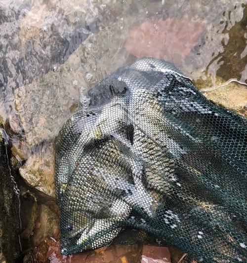 激流河钓鱼技巧（钓鱼高手分享的激流河钓鱼技巧）