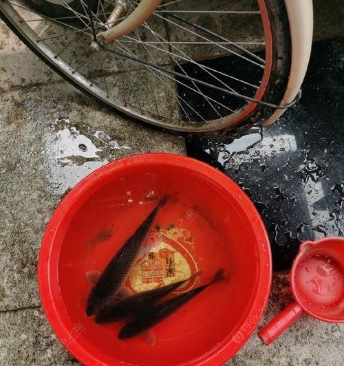 炎热夏日的钓鱼技巧（高温下的优势利用与鱼的活动习性分析）