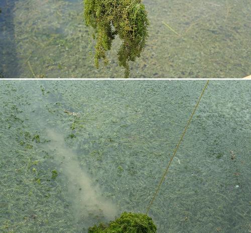水草边钓鱼技巧大全（掌握这些技巧）