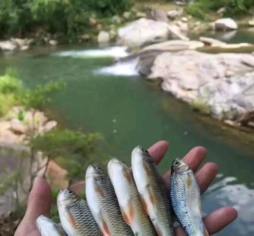 溪流江河钓鱼的钓位选择技巧（优势位置和关键考虑因素）