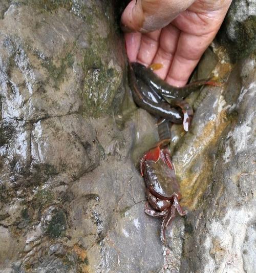 小沟钓鱼技巧与方法（轻松掌握的钓鱼秘籍）