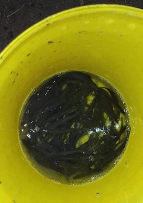 小河沟钓鱼技巧揭秘（掌握钓鱼要诀）