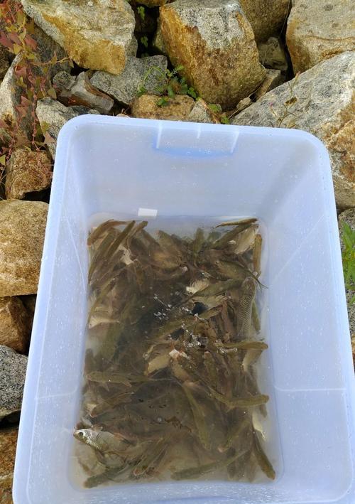 养育的肥水塘中垂钓技巧（提高钓鱼技巧）