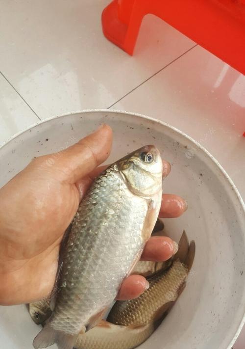 河钓技巧大揭秘（如何选择适合的钓点）