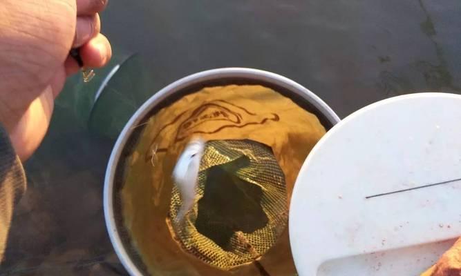 早晨钓鱼的技巧（享受清晨的凉爽）