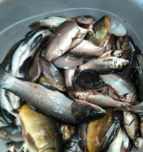 早春钓鱼技巧（探寻最佳饵料）