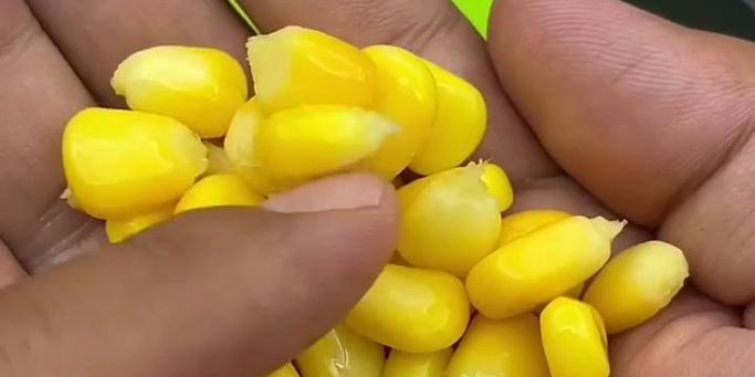 钓鱼新手必备的早春新鲜玉米技巧（掌握玉米钓鱼窍门）