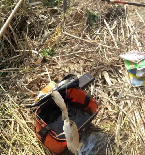 早春野河钓鱼技巧全解（捕获丰富渔获的关键技巧与策略）