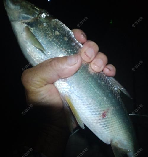 夜钓技巧，畅享早春野河的美妙时光（掌握要领）