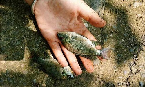 抓蚯蚓钓鱼小技巧是什么？如何提高抓蚯蚓的效率？