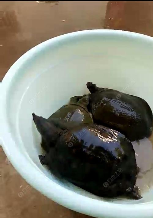 如何专钓野生的甲鱼？掌握哪些技巧可以提高成功率？