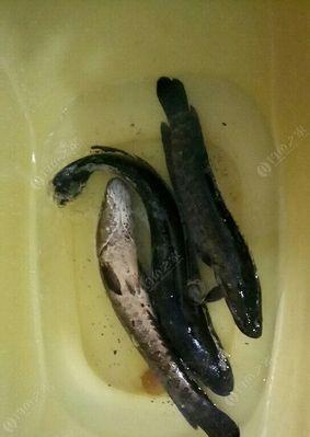 专业钓黑鱼野钓技巧是什么？如何提高钓黑鱼的成功率？
