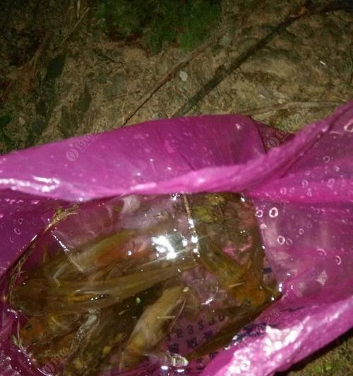 夜钓黄骨鱼有哪些专业技巧？如何提高夜钓黄骨鱼的成功率？