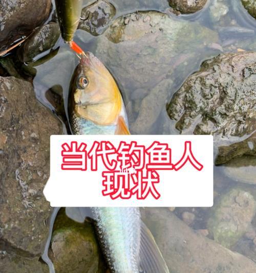专业钓鱼技巧教程？如何快速掌握钓鱼的秘诀？