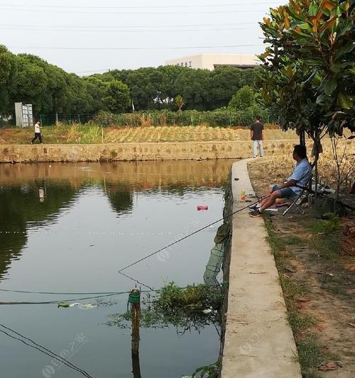 自家鱼池钓鱼技巧有哪些？如何提高钓鱼成功率？