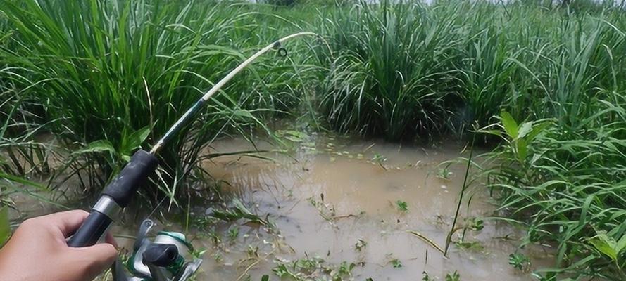 自然水坑钓鱼技巧教程？如何提高钓鱼成功率？