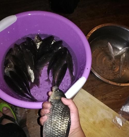 自然水库野钓鲫鱼有哪些技巧？如何提高钓鲫鱼的成功率？