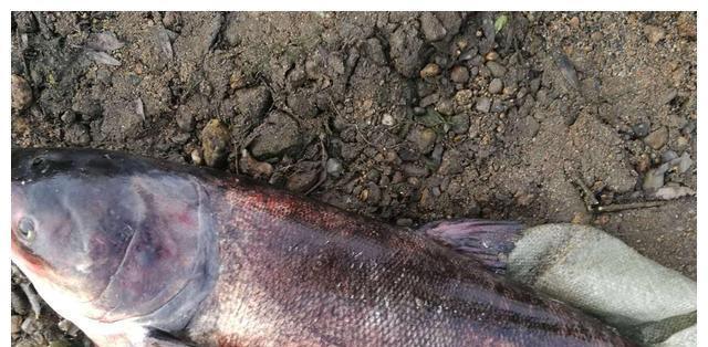 自然水域野钓鲢鳙技巧是什么？如何提高钓鲢鳙的成功率？