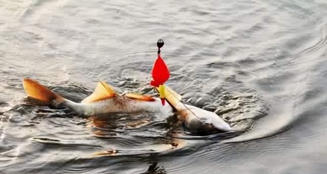 自然水域野钓鲢鳙技巧是什么？如何提高钓鲢鳙的成功率？