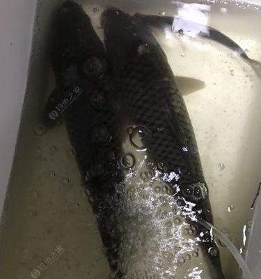 自然水域夜钓鲤鱼技巧有哪些？如何提高夜钓鲤鱼的成功率？