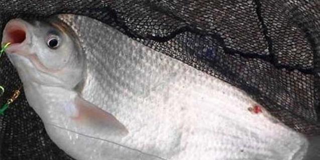 夜钓武昌鱼有哪些技巧？如何提高自然水域夜钓武昌鱼的成功率？