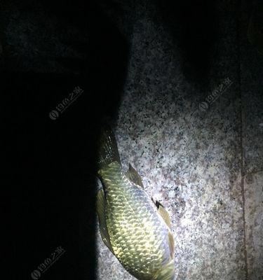 自然水域夜钓如何选位？有哪些有效的选位技巧？
