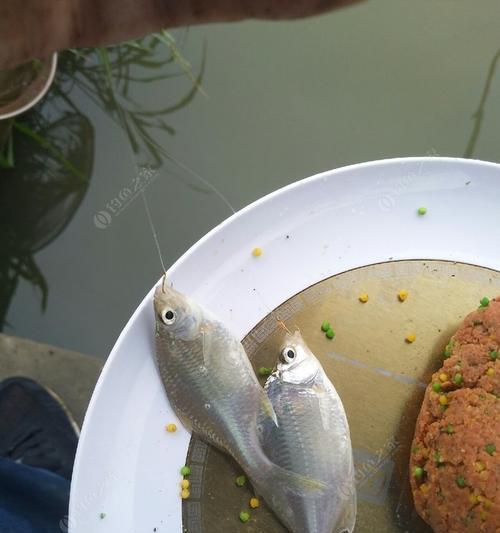 走水垂钓鲫鱼技巧是什么？如何提高走水垂钓鲫鱼的成功率？