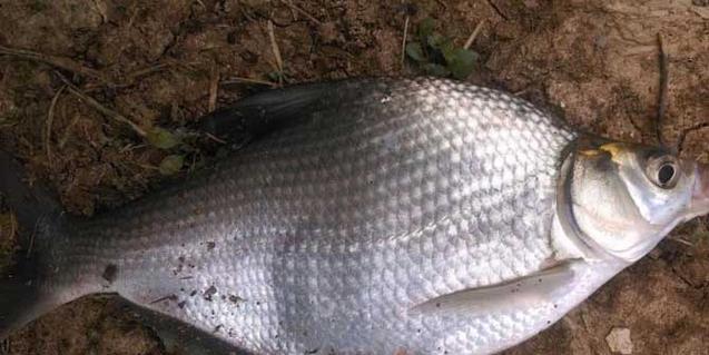 走水钓草鱼时如何钓浮？掌握哪些钓浮技巧能提高成功率？