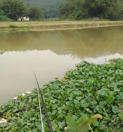 走水河流钓鱼技巧有哪些？如何应对水流变化提高钓获率？