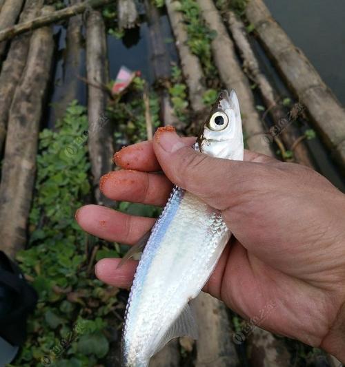 走水台钓翘嘴的最佳技巧是什么？如何提高钓获率？